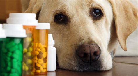 Dog Medications Online .